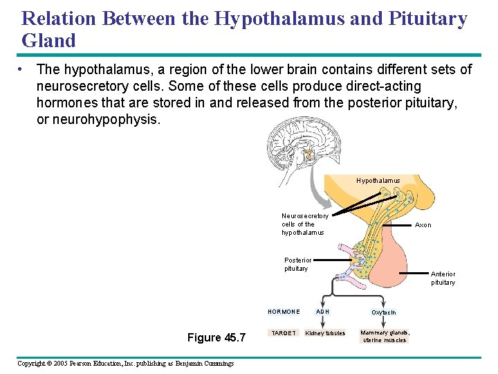 Relation Between the Hypothalamus and Pituitary Gland • The hypothalamus, a region of the
