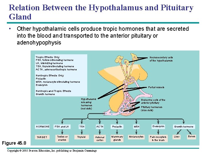 Relation Between the Hypothalamus and Pituitary Gland • Other hypothalamic cells produce tropic hormones