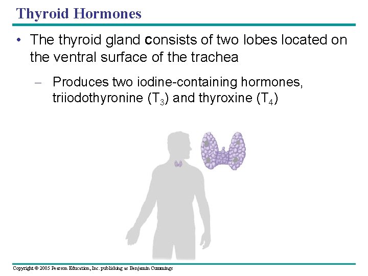 Thyroid Hormones • The thyroid gland consists of two lobes located on the ventral