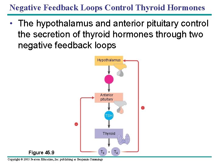 Negative Feedback Loops Control Thyroid Hormones • The hypothalamus and anterior pituitary control the