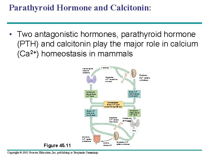 Parathyroid Hormone and Calcitonin: • Two antagonistic hormones, parathyroid hormone (PTH) and calcitonin play