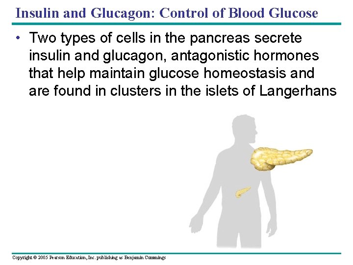 Insulin and Glucagon: Control of Blood Glucose • Two types of cells in the
