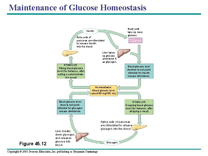 Maintenance of Glucose Homeostasis Body cells take up more glucose. Insulin Beta cells of