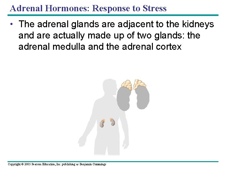 Adrenal Hormones: Response to Stress • The adrenal glands are adjacent to the kidneys