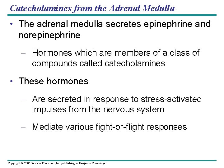 Catecholamines from the Adrenal Medulla • The adrenal medulla secretes epinephrine and norepinephrine –