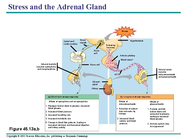 Stress and the Adrenal Gland Stress Spinal cord (cross section) Nerve signals Hypothalamus Releasing