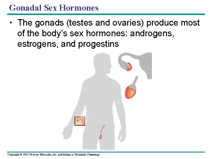 Gonadal Sex Hormones • The gonads (testes and ovaries) produce most of the body’s