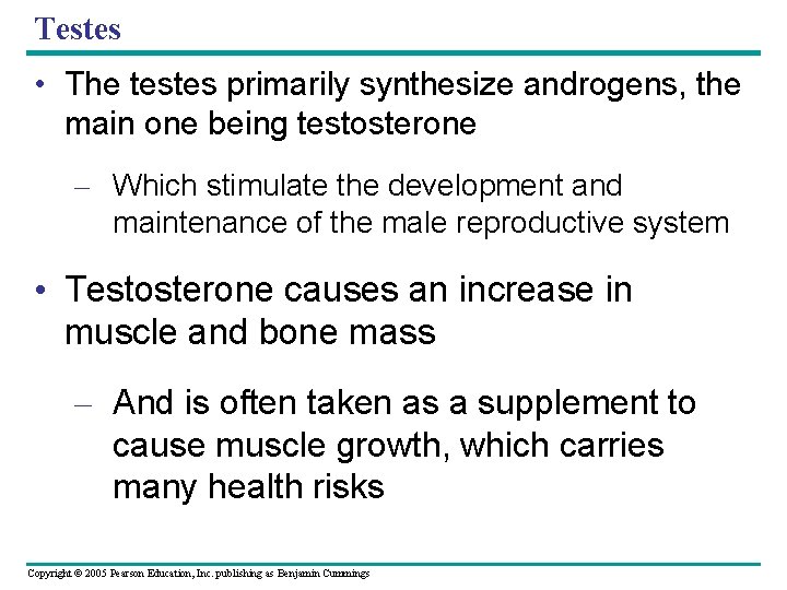 Testes • The testes primarily synthesize androgens, the main one being testosterone – Which