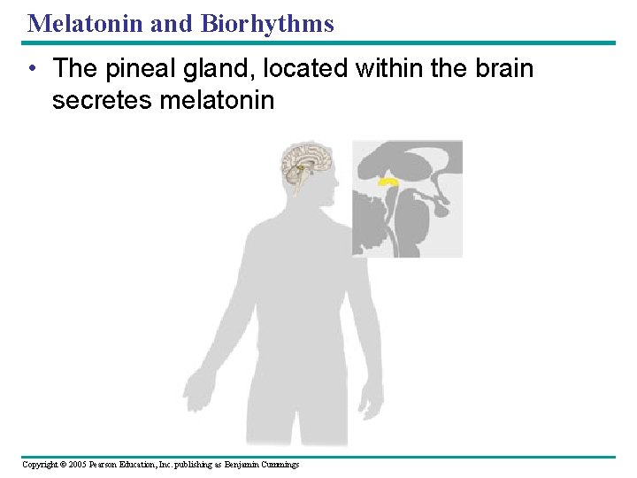 Melatonin and Biorhythms • The pineal gland, located within the brain secretes melatonin Copyright