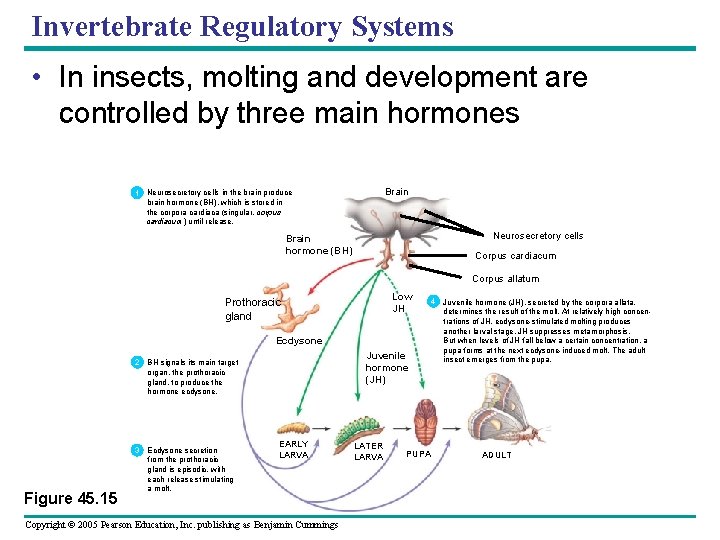 Invertebrate Regulatory Systems • In insects, molting and development are controlled by three main