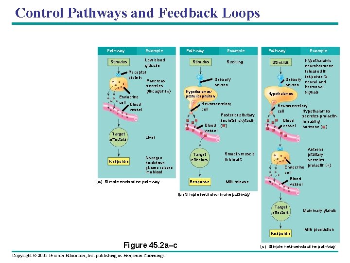 Control Pathways and Feedback Loops Pathway Example Low blood glucose Stimulus Receptor protein Pancreas
