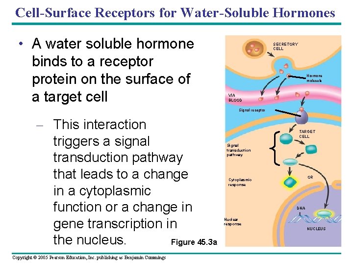 Cell-Surface Receptors for Water-Soluble Hormones • A water soluble hormone binds to a receptor