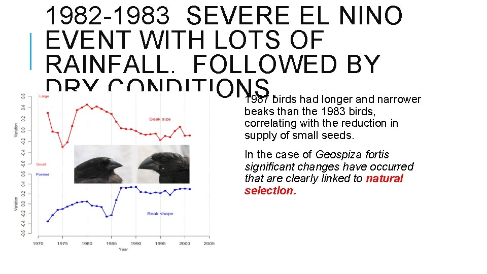 1982 -1983 SEVERE EL NINO EVENT WITH LOTS OF RAINFALL. FOLLOWED BY DRY CONDITIONS.