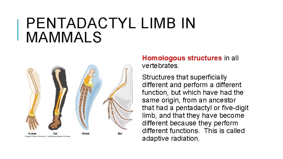 PENTADACTYL LIMB IN MAMMALS Homologous structures in all vertebrates. Structures that superficially different and