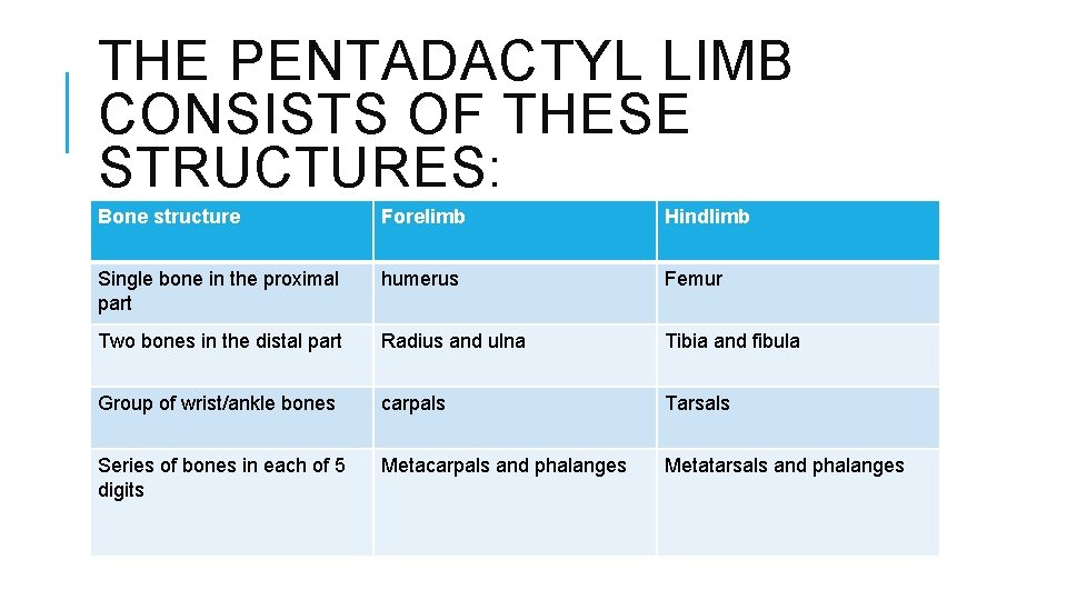 THE PENTADACTYL LIMB CONSISTS OF THESE STRUCTURES: Bone structure Forelimb Hindlimb Single bone in