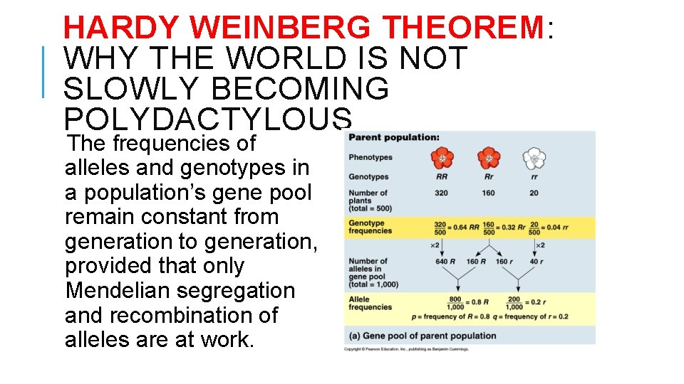 HARDY WEINBERG THEOREM: WHY THE WORLD IS NOT SLOWLY BECOMING POLYDACTYLOUS The frequencies of