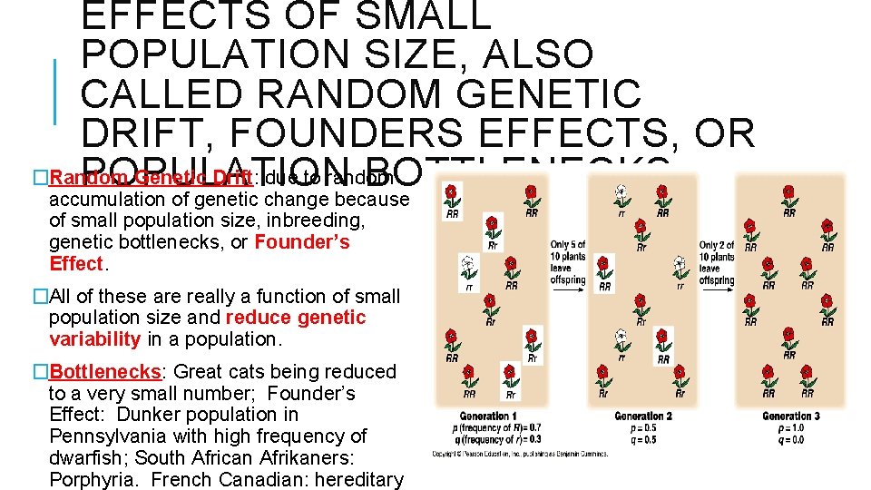 EFFECTS OF SMALL POPULATION SIZE, ALSO CALLED RANDOM GENETIC DRIFT, FOUNDERS EFFECTS, OR �Random