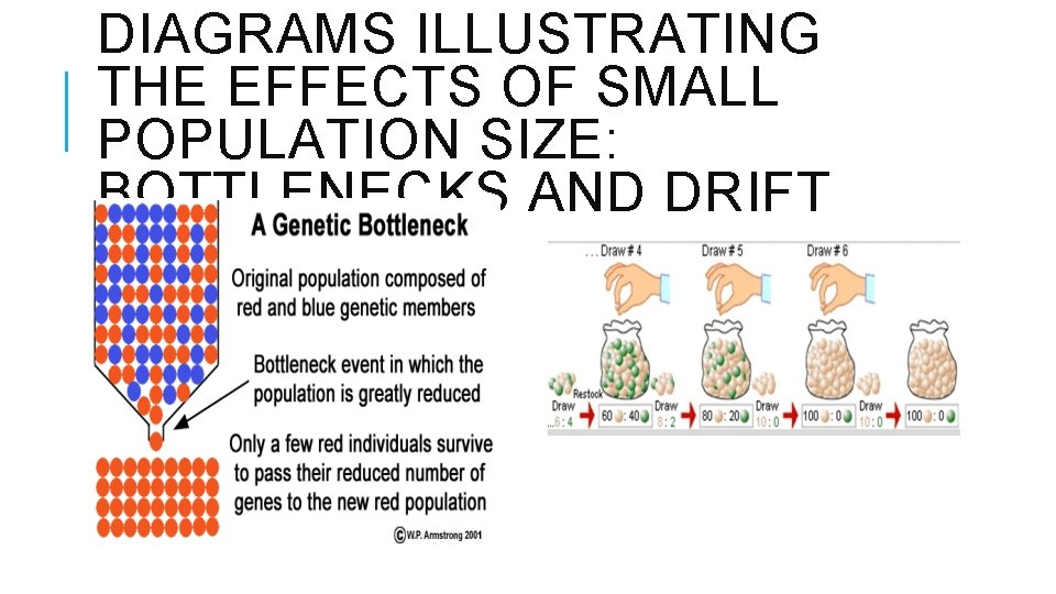 DIAGRAMS ILLUSTRATING THE EFFECTS OF SMALL POPULATION SIZE: BOTTLENECKS AND DRIFT 