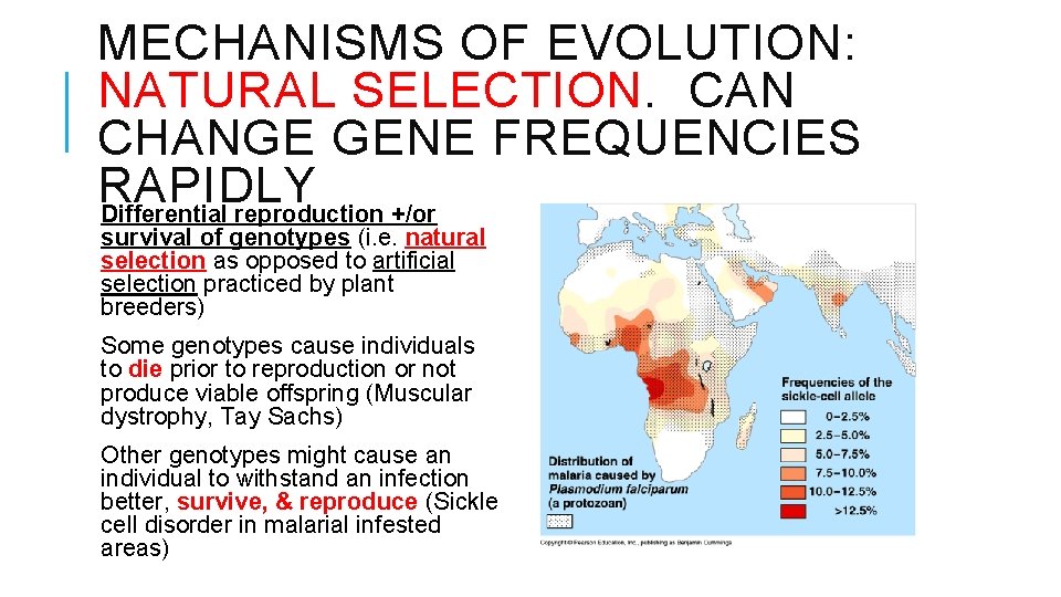 MECHANISMS OF EVOLUTION: NATURAL SELECTION. CAN CHANGE GENE FREQUENCIES RAPIDLY Differential reproduction +/or survival