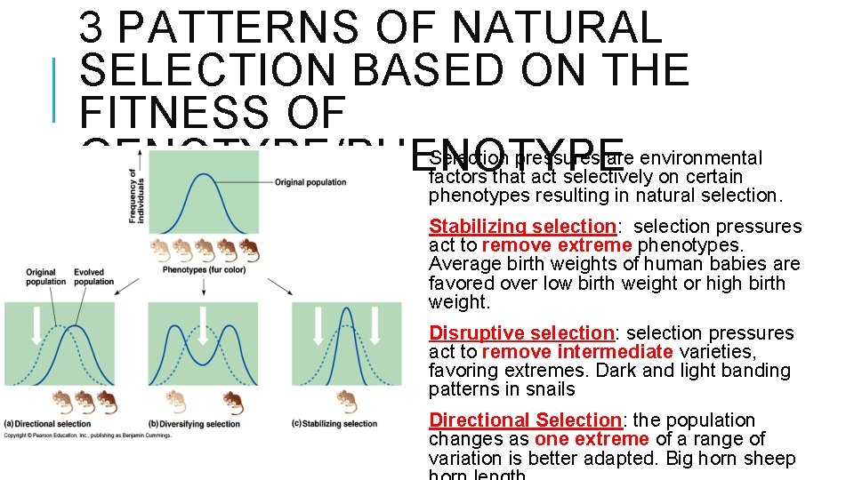 3 PATTERNS OF NATURAL SELECTION BASED ON THE FITNESS OF Selection pressures are environmental