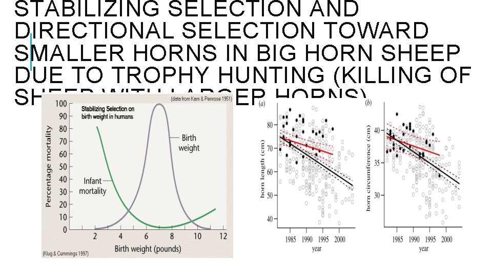 STABILIZING SELECTION AND DIRECTIONAL SELECTION TOWARD SMALLER HORNS IN BIG HORN SHEEP DUE TO