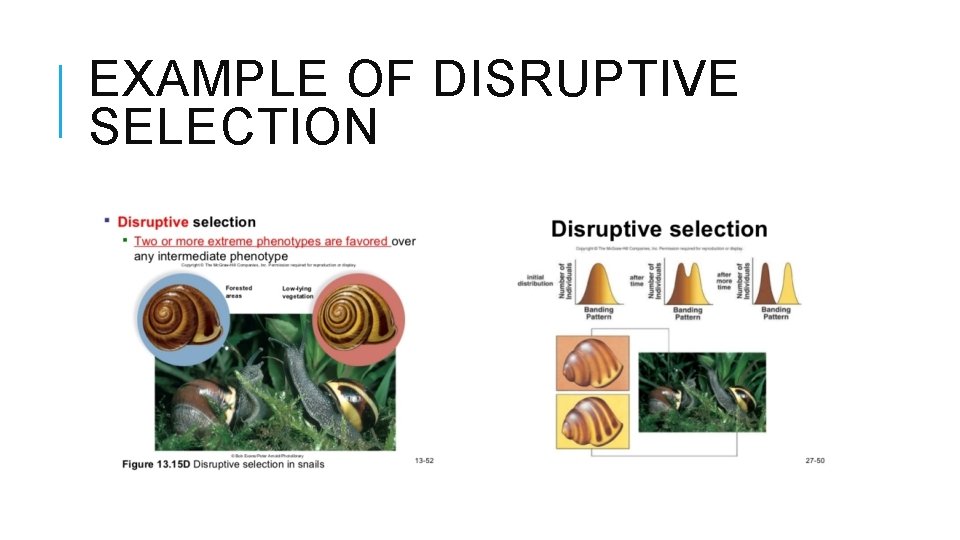 EXAMPLE OF DISRUPTIVE SELECTION 