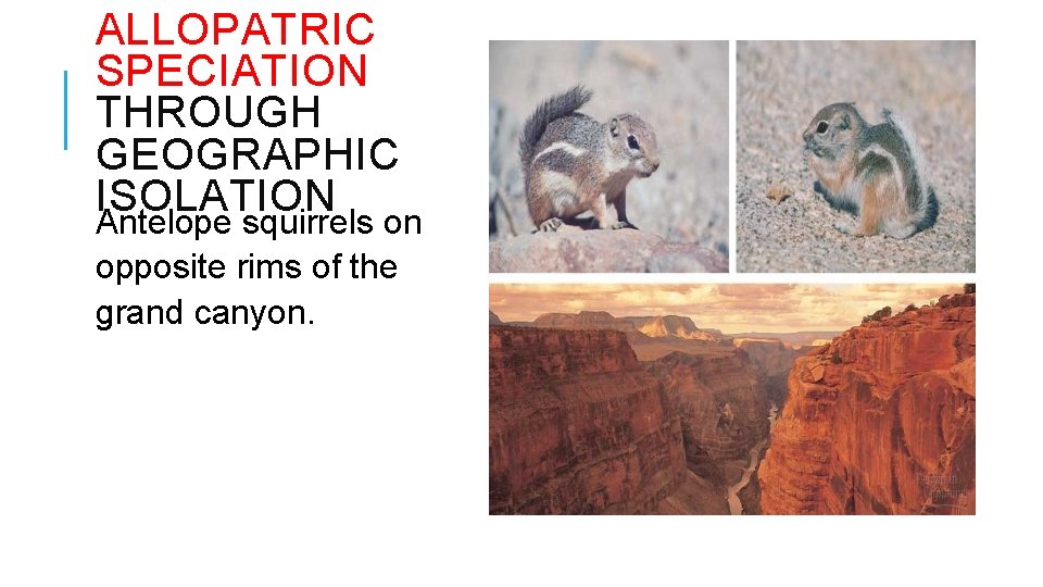 ALLOPATRIC SPECIATION THROUGH GEOGRAPHIC ISOLATION Antelope squirrels on opposite rims of the grand canyon.