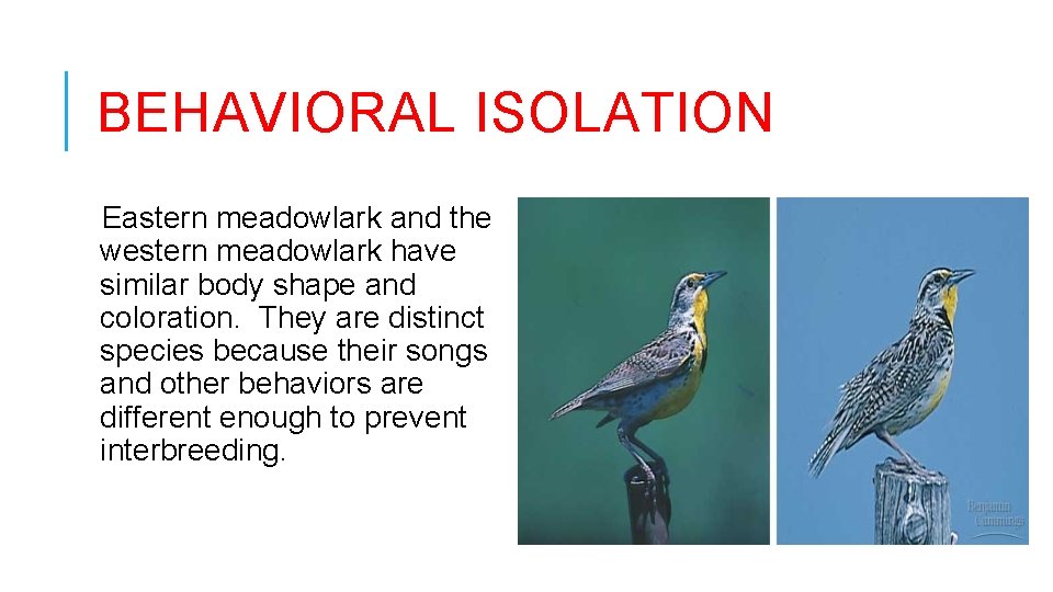 BEHAVIORAL ISOLATION Eastern meadowlark and the western meadowlark have similar body shape and coloration.