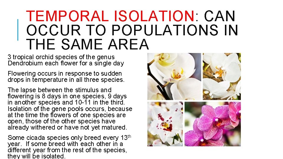 TEMPORAL ISOLATION: CAN OCCUR TO POPULATIONS IN THE SAME AREA 3 tropical orchid species