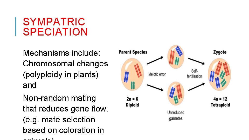 SYMPATRIC SPECIATION Mechanisms include: Chromosomal changes (polyploidy in plants) and Non-random mating that reduces