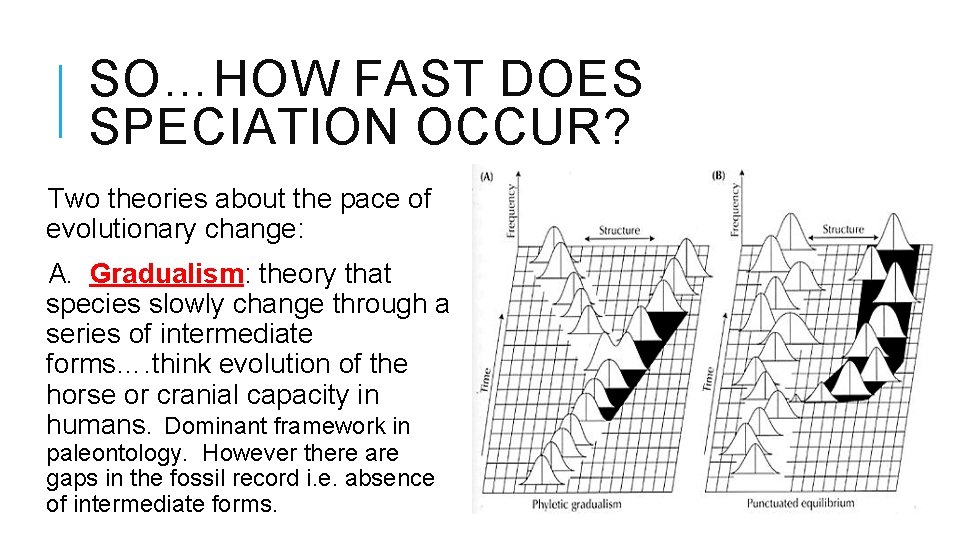 SO…HOW FAST DOES SPECIATION OCCUR? Two theories about the pace of evolutionary change: A.