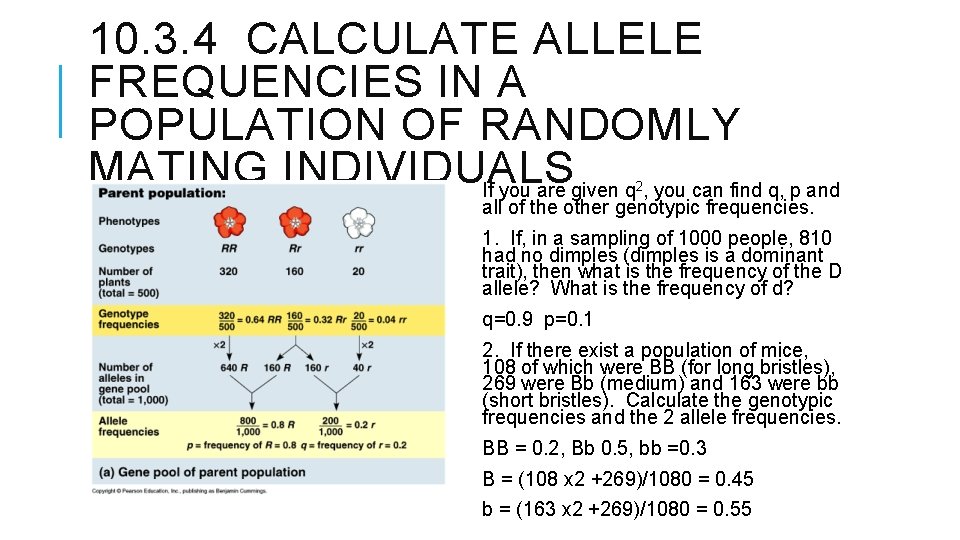 10. 3. 4 CALCULATE ALLELE FREQUENCIES IN A POPULATION OF RANDOMLY MATING INDIVIDUALS If