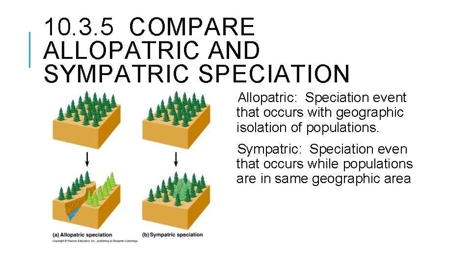 10. 3. 5 COMPARE ALLOPATRIC AND SYMPATRIC SPECIATION Allopatric: Speciation event that occurs with