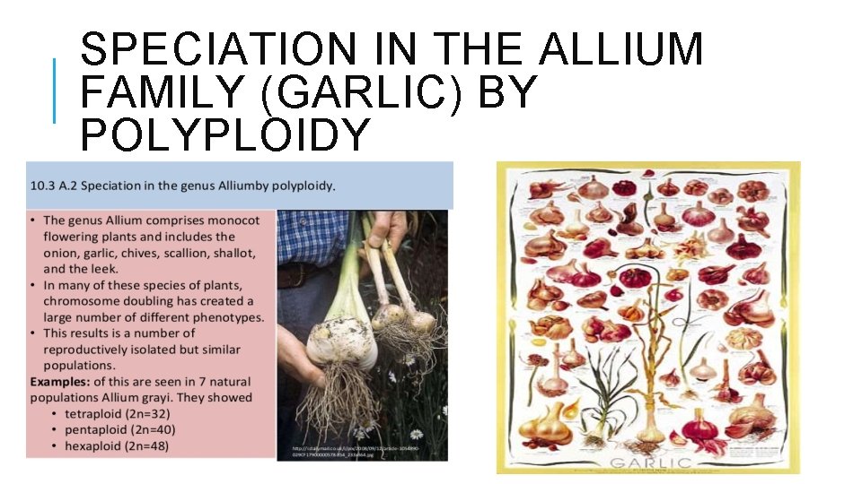 SPECIATION IN THE ALLIUM FAMILY (GARLIC) BY POLYPLOIDY 