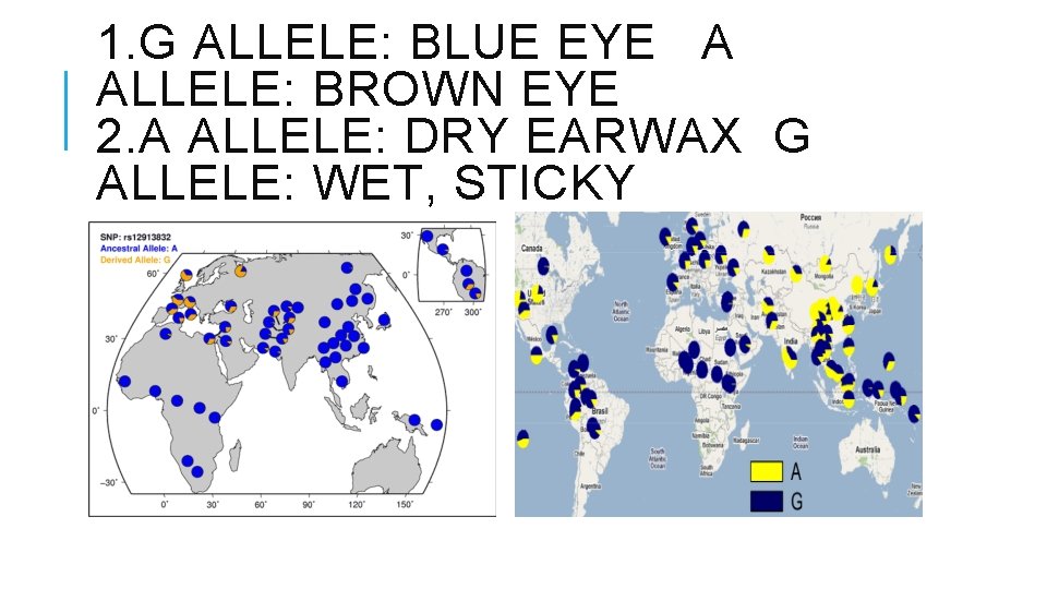 1. G ALLELE: BLUE EYE A ALLELE: BROWN EYE 2. A ALLELE: DRY EARWAX