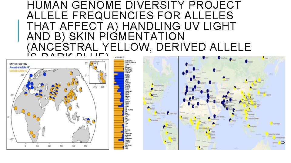 HUMAN GENOME DIVERSITY PROJECT ALLELE FREQUENCIES FOR ALLELES THAT AFFECT A) HANDLING UV LIGHT