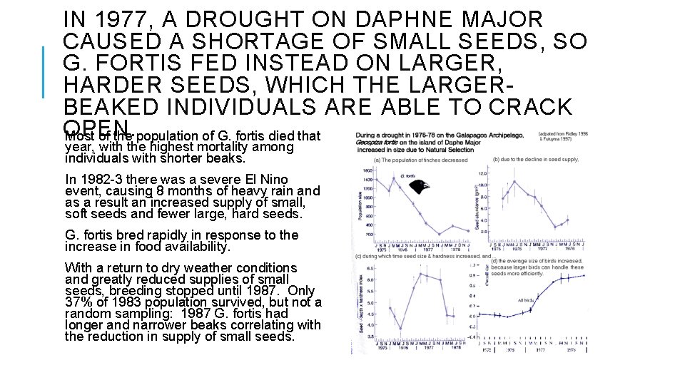IN 1977, A DROUGHT ON DAPHNE MAJOR CAUSED A SHORTAGE OF SMALL SEEDS, SO