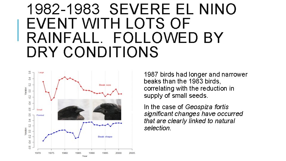 1982 -1983 SEVERE EL NINO EVENT WITH LOTS OF RAINFALL. FOLLOWED BY DRY CONDITIONS