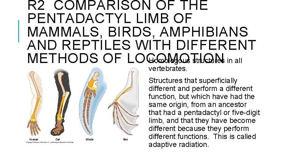 R 2 COMPARISON OF THE PENTADACTYL LIMB OF MAMMALS, BIRDS, AMPHIBIANS AND REPTILES WITH