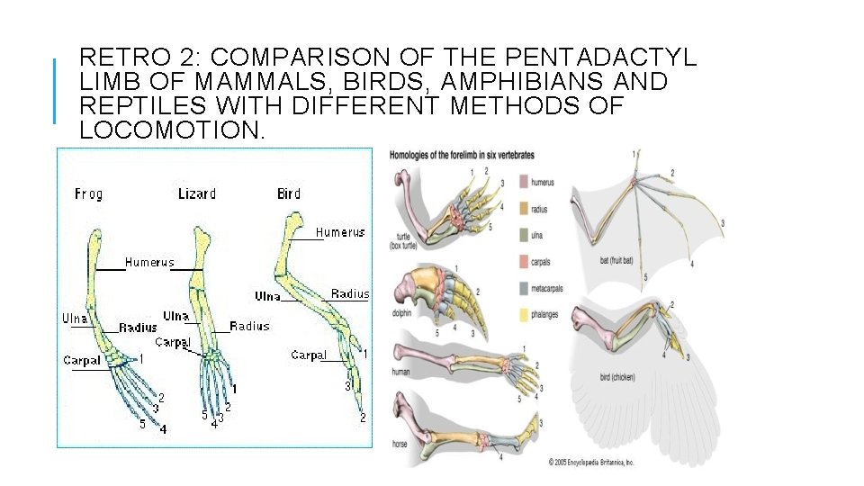 RETRO 2: COMPARISON OF THE PENTADACTYL LIMB OF MAMMALS, BIRDS, AMPHIBIANS AND REPTILES WITH