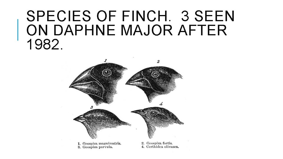 SPECIES OF FINCH. 3 SEEN ON DAPHNE MAJOR AFTER 1982. 