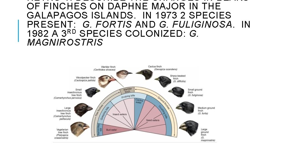 RETRO 1: DESCRIBE THE CHANGES IN BEAKS OF FINCHES ON DAPHNE MAJOR IN THE