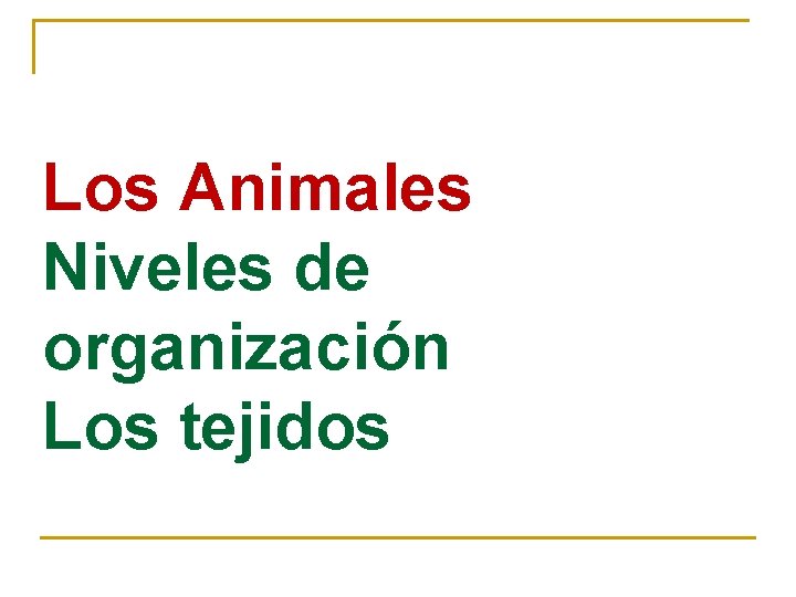 Los Animales Niveles de organización Los tejidos 