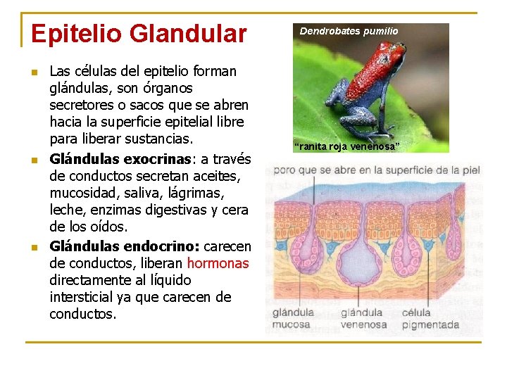 Epitelio Glandular n n n Las células del epitelio forman glándulas, son órganos secretores