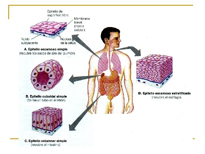 Tejido Epitelial 