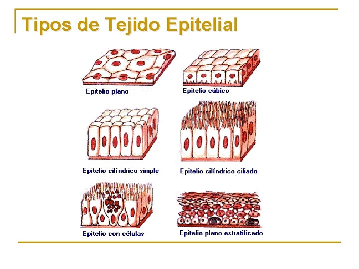 Tipos de Tejido Epitelial 