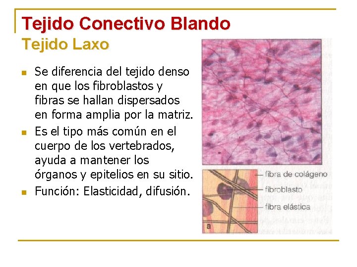 Tejido Conectivo Blando Tejido Laxo n n n Se diferencia del tejido denso en