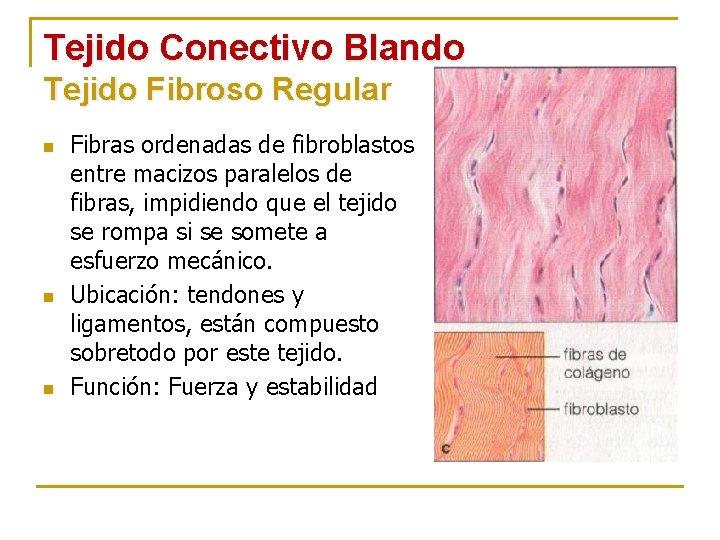 Tejido Conectivo Blando Tejido Fibroso Regular n n n Fibras ordenadas de fibroblastos entre