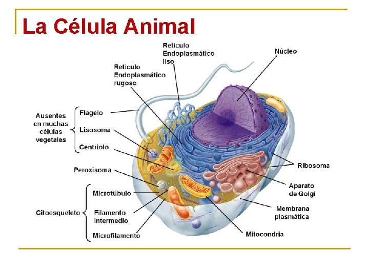 La Célula Animal 