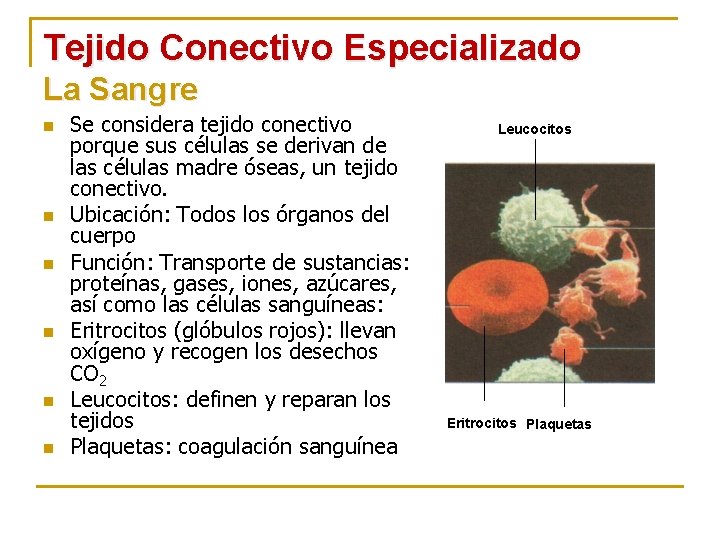 Tejido Conectivo Especializado La Sangre n n n Se considera tejido conectivo porque sus